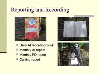Reporting and Recording
 Daily AI recording book
 Monthly AI report
 Monthly PD report
 Calving report
 