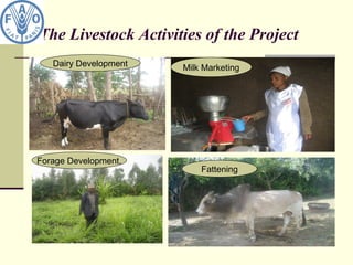 The Livestock Activities of the Project
Dairy Development Milk Marketing
Forage Development.
Fattening
 