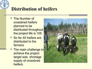 Distribution of heifers
 The Number of
crossbred heifers
planned to be
distributed throughout
the project life is 105
 So far 40 heifers are
distributed to the
farmers
 The main challenge to
achieve the project
target was shortage
supply of crossbred
heifers.
 