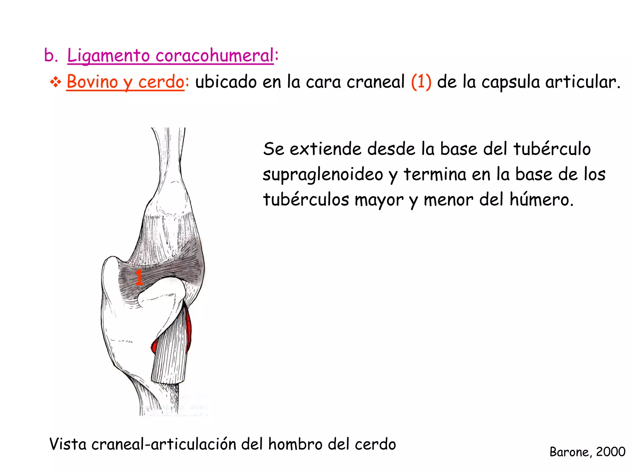 Clase sobre la articulación escapulo humeral, radio cubital PPT