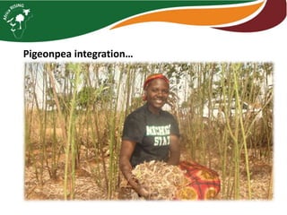 Intensifying legume/cereal cropping systems in Malawi