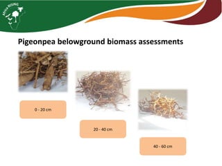 Intensifying legume/cereal cropping systems in Malawi
