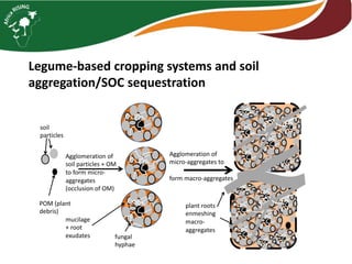 Intensifying legume/cereal cropping systems in Malawi