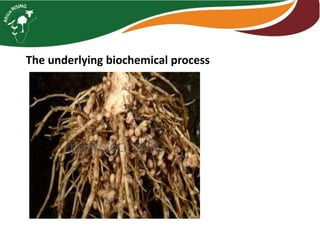 Intensifying legume/cereal cropping systems in Malawi