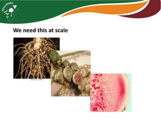 Intensifying legume/cereal cropping systems in Malawi