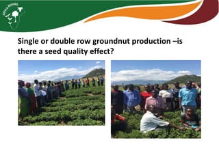 Intensifying legume/cereal cropping systems in Malawi
