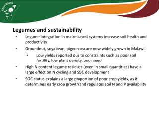 Intensifying legume/cereal cropping systems in Malawi