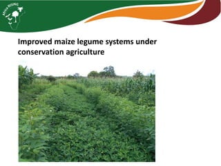 Intensifying legume/cereal cropping systems in Malawi