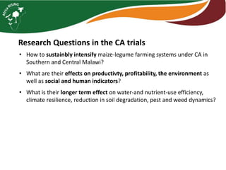 Intensifying legume/cereal cropping systems in Malawi