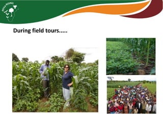 Intensifying legume/cereal cropping systems in Malawi