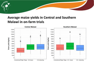 Intensifying legume/cereal cropping systems in Malawi