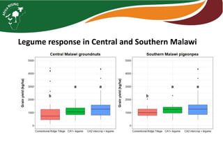 Intensifying legume/cereal cropping systems in Malawi