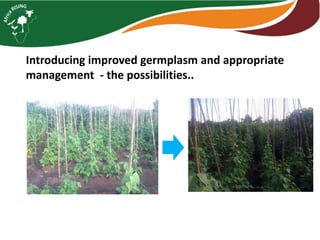 Intensifying legume/cereal cropping systems in Malawi