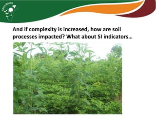 Intensifying legume/cereal cropping systems in Malawi