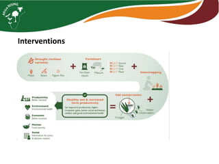 ISFM innovation: Example of maize - pigeonpea (and vegetables) in Tanzania