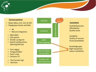 ISFM innovation: Example of maize - pigeonpea (and vegetables) in Tanzania