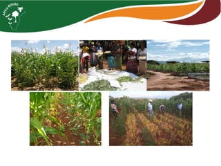 ISFM innovation: Example of maize - pigeonpea (and vegetables) in Tanzania