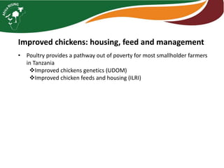 Improved chickens: housing, feed and management
• Poultry provides a pathway out of poverty for most smallholder farmers
in Tanzania
Improved chickens genetics (UDOM)
Improved chicken feeds and housing (ILRI)