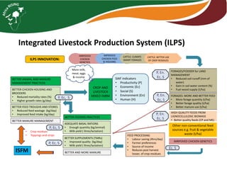 Integrated Livestock Production System (ILPS)
IMRPOVED
CHICKEN
GENETICS
IMPROVED
CHICKEN FEED
& HOUSING
CATTLE: CLIMATE
SMART FORAGES
CATTLE: BETTER USE
OF CROP RESIDUESILPS INNOVATION:
FORAGES/FODDER for LAND
MANAGEMENT
• Reduced soil runoff (mm of
water)
• Gain in soil water content (%)
• Fuel wood supply (t/ha)
FORAGES: MORE AND BETTER FEED
• More forage quantity (t/ha)
• Better forage quality (t/ha)
• Better manure use (t/ha)
HIGH QUALITY FEEDS FROM
LIGNOCELLULOSIC BIOMASS
• Better quality feeds (CP and ME)
Other non-conventional feed
sources e.g. fruit & vegetable
waste (t/ha)
IMRPOVED CHICKEN GENETICS
BETTER FEEDING PRACTICES
ADEQUATE BASAL RATIONS
• Enough quantity (kg/animal)
• Milk yield ( litres/lactation)
BETTER SUPPLEMENTS (TMRs)
• Improved quality (kg/day)
• Milk yield ( litres/lactation)
BETTER AND MORE MANURE
BETTER ANIMAL AND MANURE
MANAGEMENT PRACTICES
BETTER CHICKEN HOUSING AND
BROODERS
• Reduced mortality rates (%)
• Higher growth rates (g/day)
BETTER FEED TROUGHS AND STORES
• Reduced feed wastage (kg/day)
• Improved feed intake (kg/day)
BETTER MANURE MANAGEMENT
FEED PROCESSING
• Labour saving (4hrs/day)
• Farmer preferences
• Source of income
• Reduces post harvest
losses of crop residues
SIAF indicators
• Productivity (P)
• Economic (Ec)
• Social (S)
• Environment (En)
• Human (H)
CROP AND
LIVESTOCK
MIXED FARM
More milk,
meat, eggs
& income
P, En.
Ec, S
P, En.
Ec, S
P, En.
Ec, S
P, Ec, S
P, Ec, S
P, Ec, S
Ec, S
ISFM
• Crop residues
• Toppings and strips