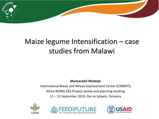 Maize legume Intensification – case
studies from Malawi
Munyaradzi Mutenje
International Maize and Wheat Improvement Center (CIMMYT)
Africa RISING ESA Project review and planning meeting
11 – 12 September 2019, Dar es Salaam, Tanzania
 