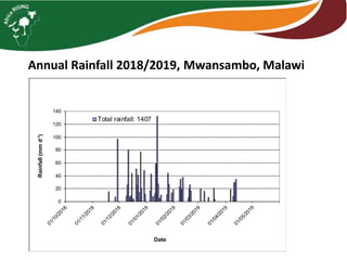 Maize legume Intensification – case studies from Malawi