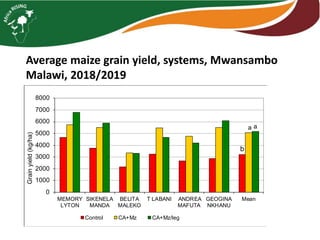 Maize legume Intensification – case studies from Malawi