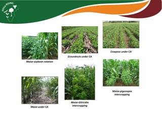 Maize legume Intensification – case studies from Malawi