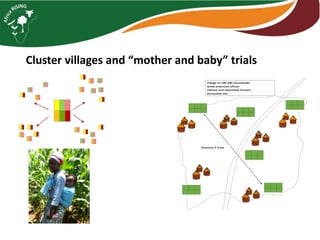 Maize legume Intensification – case studies from Malawi