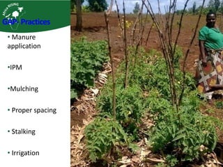 Integrating vegetables into maize based-farming systems in Babati District, Tanzania