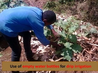 Integrating vegetables into maize based-farming systems in Babati District, Tanzania
