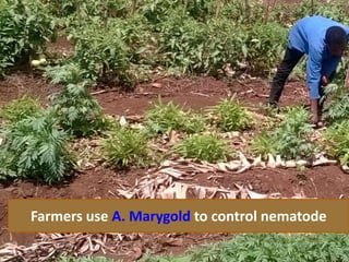 Integrating vegetables into maize based-farming systems in Babati District, Tanzania