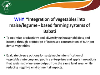 Integrating vegetables into maize based-farming systems in Babati District, Tanzania