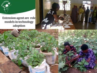 Integrating vegetables into maize based-farming systems in Babati District, Tanzania