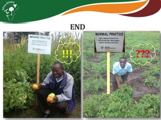 Integrating vegetables into maize based-farming systems in Babati District, Tanzania