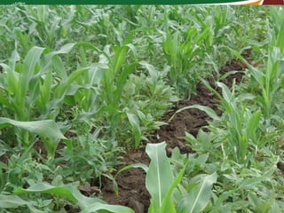 Integrating vegetables into maize based-farming systems in Babati District, Tanzania