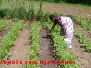 Integrating vegetables into maize based-farming systems in Babati District, Tanzania