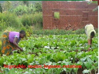 Integrating vegetables into maize based-farming systems in Babati District, Tanzania