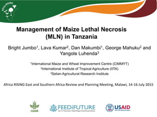 Management of Maize Lethal Necrosis
(MLN) in Tanzania
Bright Jumbo1, Lava Kumar2, Dan Makumbi1, George Mahuku2 and
Yangole Luhenda3
1International Maize and Wheat Improvement Centre (CIMMYT)
2International Institute of Tropical Agriculture (IITA)
3Selian Agricultural Research Institute
Africa RISING East and Southern Africa Review and Planning Meeting, Malawi, 14-16 July 2015
 