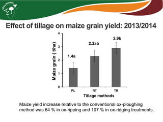 1.4a
2.3ab
2.9b
0
1
2
3
4
PL RT TR
Maizegrain(t/ha)
Tillage methods
Maize yield increase relative to the conventional ox-ploughing
method was 64 % in ox-ripping and 107 % in ox-ridging treatments.
Effect of tillage on maize grain yield: 2013/2014
 