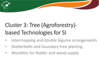 Cluster 3: Tree (Agroforestry)-
based Technologies for SI
• Intercropping and double legume arrangements
• Shelterbelts and boundary tree planting
• Woodlots for fodder and wood supply
 