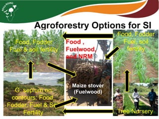 Agroforestry Options for SI
Maize stover
(Fuelwood)
Food, Fodder
Fuel, soil
fertility
Food, Fodder
Fuel & soil fertility
Tree Nursery
G. sepium on
contours: Food,
Fodder, Fuel & Soil
Fertility
Food ,
Fuelwood,
and NRM
 