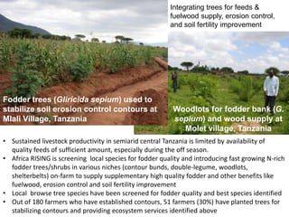 • Sustained livestock productivity in semiarid central Tanzania is limited by availability of
quality feeds of sufficient amount, especially during the off season.
• Africa RISING is screening local species for fodder quality and introducing fast growing N-rich
fodder trees/shrubs in various niches (contour bunds, double-legume, woodlots,
shelterbelts) on-farm to supply supplementary high quality fodder and other benefits like
fuelwood, erosion control and soil fertility improvement
• Local browse tree species have been screened for fodder quality and best species identified
• Out of 180 farmers who have established contours, 51 farmers (30%) have planted trees for
stabilizing contours and providing ecosystem services identified above
Integrating trees for feeds &
fuelwood supply, erosion control,
and soil fertility improvement
Woodlots for fodder bank (G.
sepium) and wood supply at
Molet village, Tanzania
Fodder trees (Gliricida sepium) used to
stabilize soil erosion control contours at
Mlali Village, Tanzania
 
