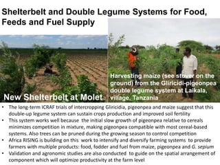 • The long-term ICRAF trials of intercropping Gliricidia, pigeonpea and maize suggest that this
double-up legume system can sustain crops production and improved soil fertility
• This system works well because the initial slow growth of pigeonpea relative to cereals
minimizes competition in mixture, making pigeonpea compatible with most cereal-based
systems. Also trees can be pruned during the growing season to control competition
• Africa RISING is building on this work to intensify and diversify farming systems to provide
farmers with multiple products: food, fodder and fuel from maize, pigeonpea and G. sepium
• Validation and agronomic studies are also conducted to guide on the spatial arrangement of
component which will optimize productivity at the farm level
Harvesting maize (see stover on the
ground) from the Gliricidi-pigeonpea
double legume system at Laikala,
village, Tanzania
Shelterbelt and Double Legume Systems for Food,
Feeds and Fuel Supply
New Shelterbelt at Molet
 