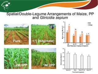 Spatial/Double-Legume Arrangements of Maize, PP
and Gliricidia sepium
Pure 1:1 (Alternate)
2M:1PP 1M:2PP
 
