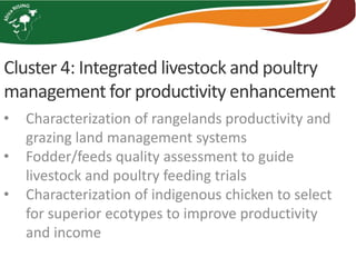 Cluster 4: Integrated livestock and poultry
management for productivity enhancement
• Characterization of rangelands productivity and
grazing land management systems
• Fodder/feeds quality assessment to guide
livestock and poultry feeding trials
• Characterization of indigenous chicken to select
for superior ecotypes to improve productivity
and income
 