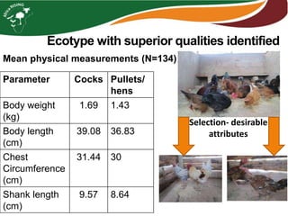 Ecotype with superior qualities identified
Parameter Cocks Pullets/
hens
Body weight
(kg)
1.69 1.43
Body length
(cm)
39.08 36.83
Chest
Circumference
(cm)
31.44 30
Shank length
(cm)
9.57 8.64
Mean physical measurements (N=134)
Selection- desirable
attributes
 