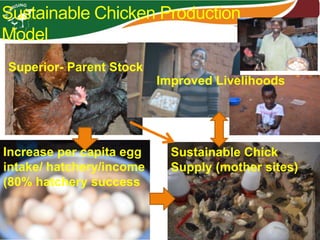 Sustainable Chicken Production
Model
Sustainable Chick
Supply (mother sites)
Increase per capita egg
intake/ hatchery/income
(80% hatchery success
Superior- Parent Stock
Improved Livelihoods
 