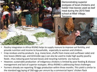 • Poultry integration in Africa RISING helps to supply manure to improve soil fertility, and
provide nutrition and income to households, especially to women and children.
• Crop residues and by-products (e.g. maize bran, chuffs from maize and sunflower cake) and
tree leaves (Melia spp. and Grliricidia spp.) can also be used to make high quality poultry
feeds ; thus reducing post-harvest losses and recycling nutrients via manure.
• However, sustainable production of indigenous chickens is limited by poor feeding & disease
management and lack of superior ecotypes. Africa RISING is addressing these challenges
• Farmers already are reporting 70 eggs production within three months. This yield is similar to
the standard egg laying of 260 eggs per annum by a commercial layers’ chicken flock
Demonstrating superior
ecotypes of local chickens and
fodder tree leaves used as leaf
meal during the 2015 field
school at Mlali Village,
Tanzania
 