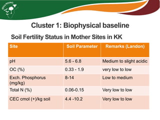 Soil Fertility Status in Mother Sites in KK
Site Soil Parameter Remarks (Landon)
pH 5.6 - 6.8 Medium to slight acidic
OC (%) 0.33 - 1.9 very low to low
Exch. Phosphorus
(mg/kg)
8-14 Low to medium
Total N (%) 0.06-0.15 Very low to low
CEC cmol (+)/kg soil 4.4 -10.2 Very low to low
Cluster 1: Biophysical baseline
 