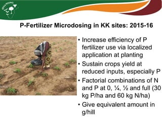 • Increase efficiency of P
fertilizer use via localized
application at planting
• Sustain crops yield at
reduced inputs, especially P
• Factorial combinations of N
and P at 0, ¼, ½ and full (30
kg P/ha and 60 kg N/ha)
• Give equivalent amount in
g/hill
P-Fertilizer Microdosing in KK sites: 2015-16
 